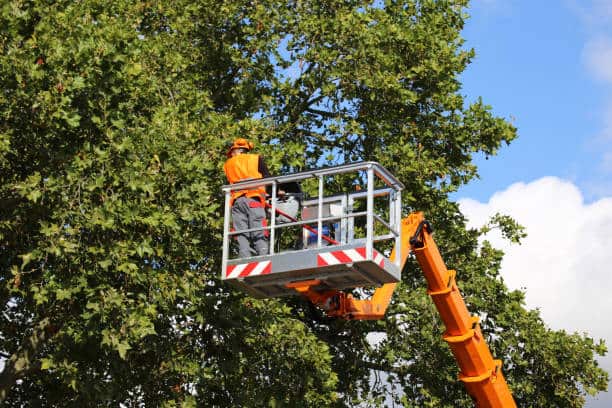 Tree care project result