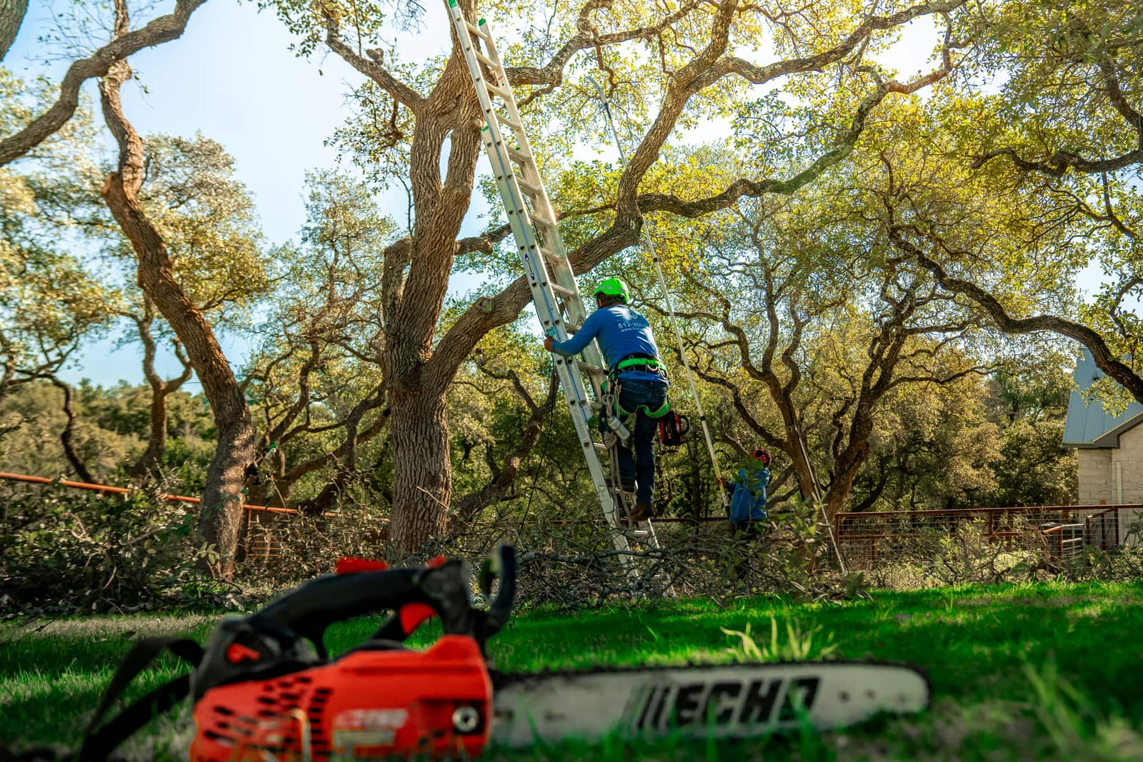 Bush Trimming and Removal