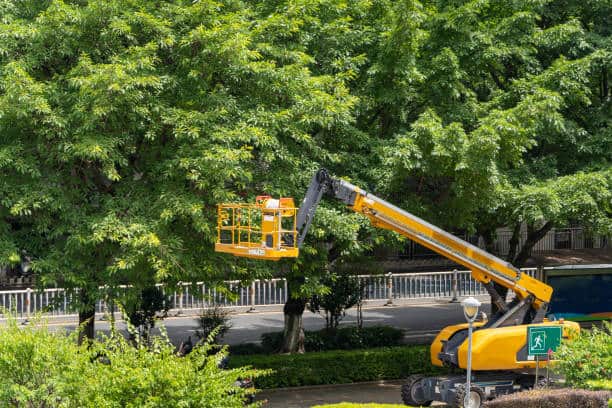 Forestry Mowing and Mulching