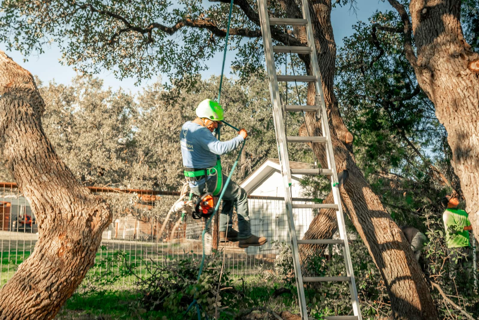 Tree Trimming and Removal