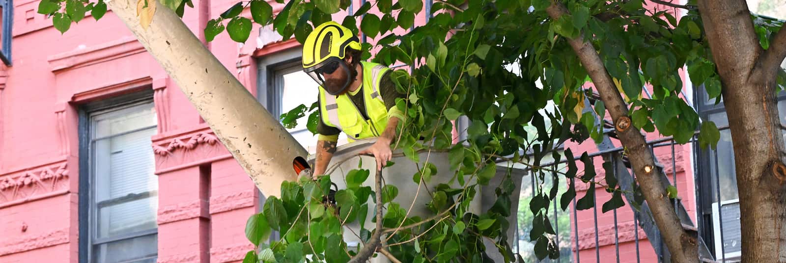 Professional tree removal Matthews NC