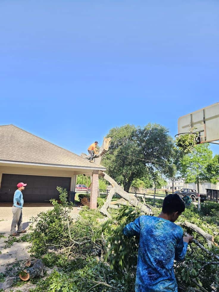 K.O. Tree Services team